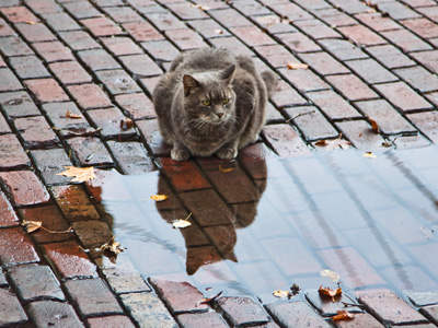 It was DRINKING out of that puddle.  Cryptosporidiosis killed the cat