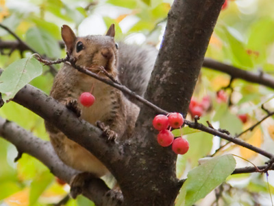 Nothing for you to eat here.  I think it just climbed up that tree to run away from me.