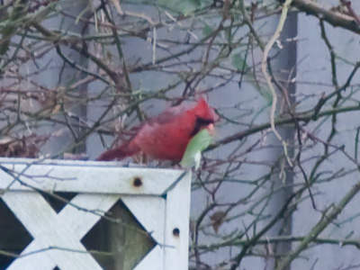 The vegan cardinal.