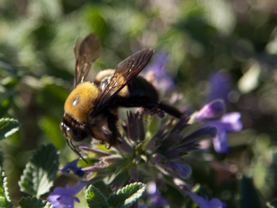 Stumbling around sluggishly, as if exhausted by summer.