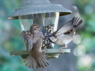 `My birdseed!  MINE!`