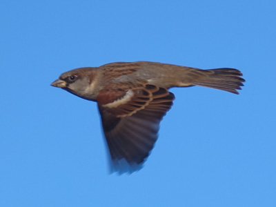 I`m that guy who takes way too many pictures of birds.