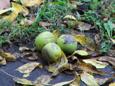  . . . and then fall on cars, hit the roof loudly, or create a hazard on the ground.  They drive me nuts!