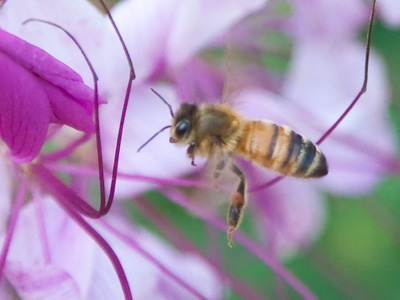Make honey while the sun shines.