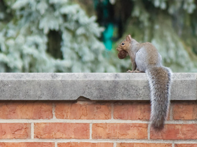 And thereby hangs a tale. WILLIAM SHAKESPEARE (see October 13, 2008).