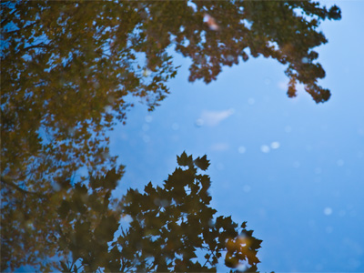 I got dressed up to take photos at an event tonight.  When I got there I was told, `Sorry, we don`t need you.`  So now I`m wearing a tie, taking a picture of leaves in a puddle.