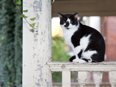 Don`t like `em, but they look good in photos.