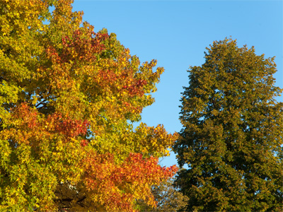 Autumn, such as it is.