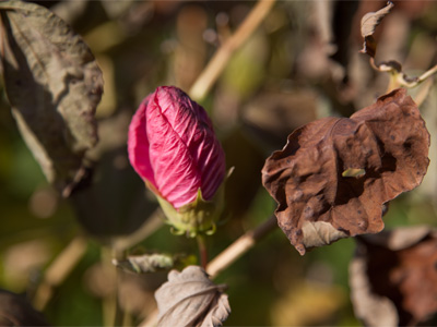 The hibiscus that never was.