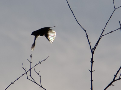 Light and fragile, and feathered sky blue, so thin and graceful the sun shines through, she flies so high up in the sky, way out of reach of human eye.