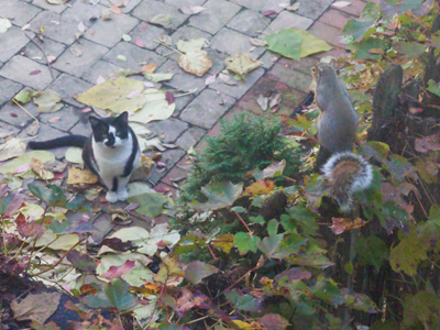 Watch your step, Mr. Squirrel.