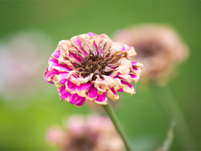 If a flower turned into a zombie.