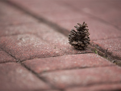 Some seeds fell upon stony places, where they had not much earth.  MATTHEW 13:5