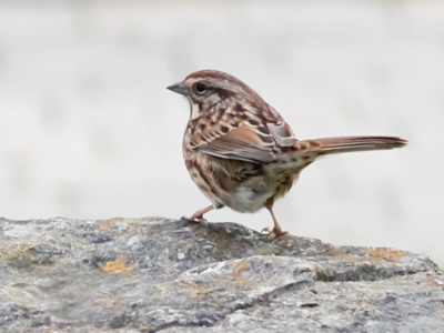 Did you get my tweet?