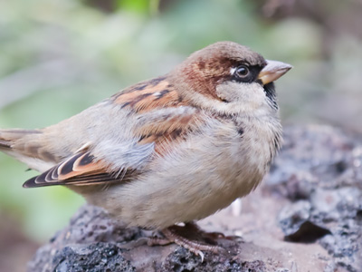 `Mister, can you spare some seeds?`