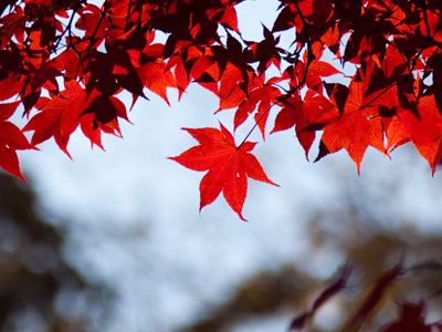 This wasn`t the first picture I took today -- just the first worth keeping.