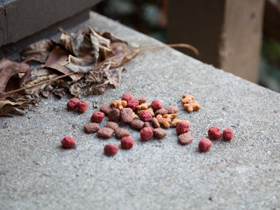 What kind of abomination is this?  Someone put CAT FOOD on my porch.  Cat repellent I wouldn`t mind . . . 