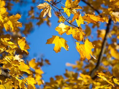 This is not the same picture that you saw on November 8.  This leaf is YELLOW.