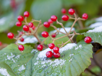 It`s not even winter yet and I`m already counting down the days until spring.