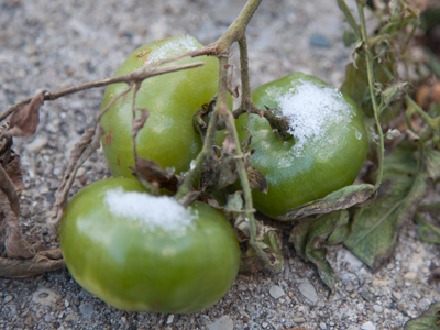 Do you remember that movie `Frozen Green Tomatoes`?