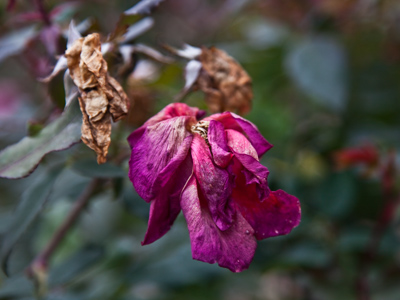 The recollecting of Bloom keeps making November difficult.  EMILY DICKINSON