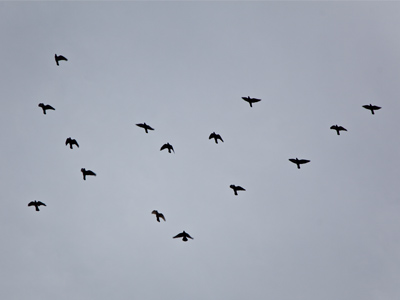 Pigeons try -- and fail -- to fly in geese formation.