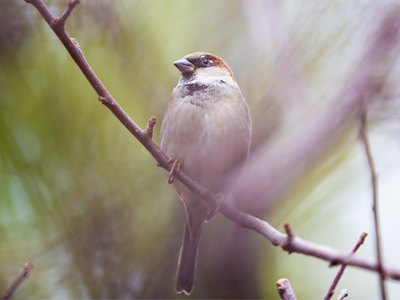 The bird sat calmly, feeling protected by many branches between us.  By using manual focus and shallow depth of field, I was able to make those branches disappear.