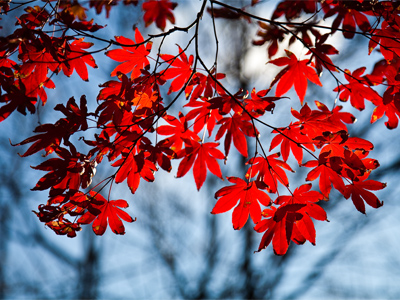 Since I don`t drive to work, I can stop and take pictures in the morning without risking a car accident.