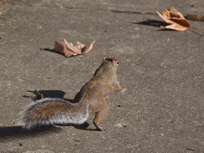 This is the only traffic I have to deal with on my commute.