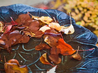 Your daily leaf shot.