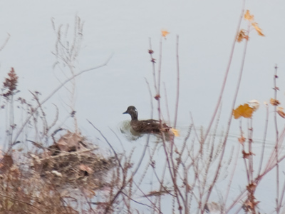 Adam Alonzo, wildlife photographer.