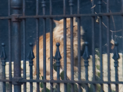 I felt a moment of pity for this freezing cold cat, but the moment passed.