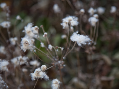 These seed pods just popped -- because of the cold?