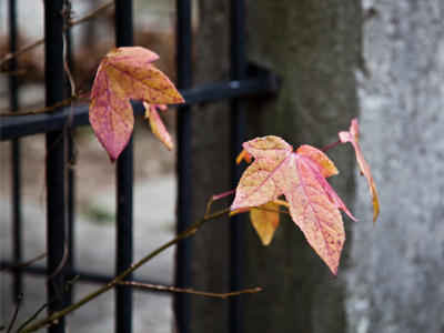 Lonely leaf photo (1 of 2).
