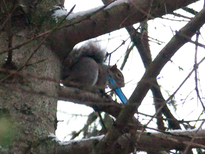 I KNEW a heard a harmonica coming from somewhere.