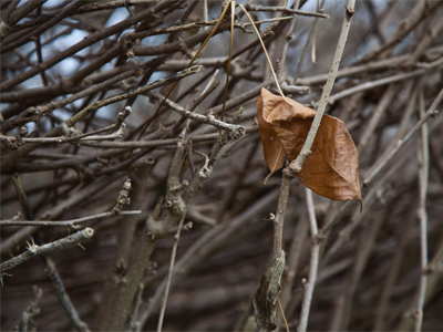 Don`t expect to see anything green for a long time.
