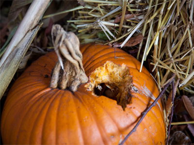 Someone REALLY loves pumpkin spice.
