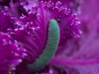 How could I possibly find a caterpillar in December?