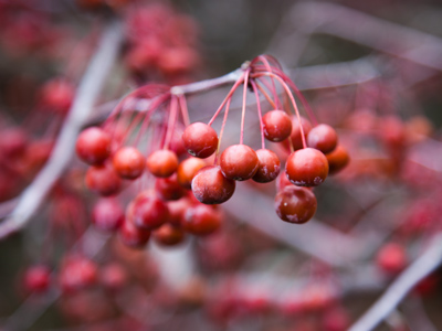 I was disappointed to find that several trees had been cut down at one of my favorite parks.  HORTICULTURISTS!