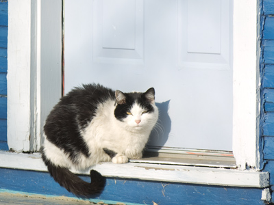 A dog would be barking like crazy to be let inside, but a cat just sits there, despising everyone who walks past.