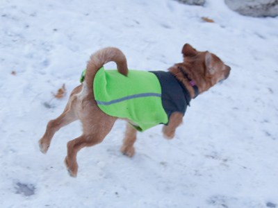 And then I was attacked by a dog wearing a ski jacket.