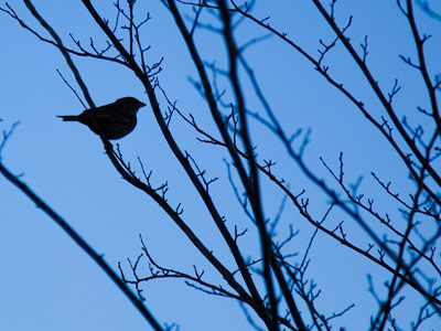 In Arby`s parking lot, in case you didn`t recognize the tree.