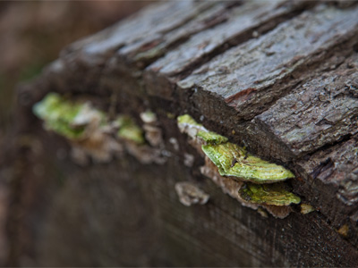 But I`m likin` the lichen.