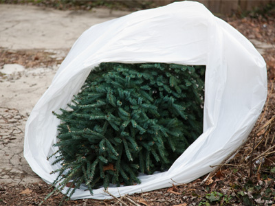 It`s great that people no longer buy baby chicks for Easter.  Next goal:  get them to stop killing perfectly good trees.