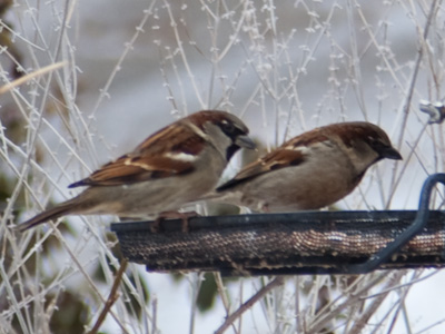 `If only someone would leave us a jar of peanut butter.`