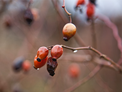 No thanks, I prefer craisins.