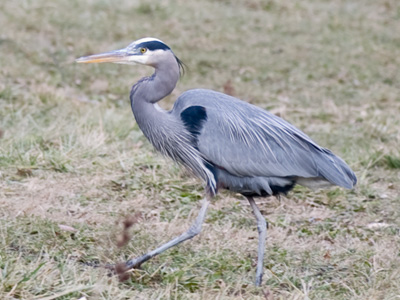 Oh look, a cool bird with a long beak.