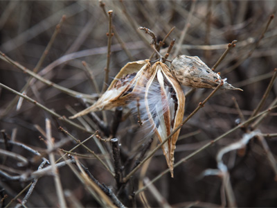 The seed pod is at the end of a vine that wound its way up the shrub in order to have a higher launching pad.