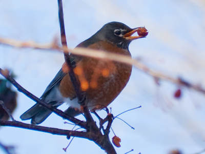 A day comes in January when swarms of birds suddenly feast on tree berries that they have previously ignored.