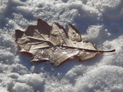 I knelt, took several shots with different settings, then hurried on and didn`t look at them until I got inside.